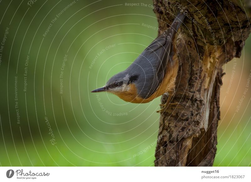 nuthatch Nature Animal Spring Summer Garden Forest Wild animal Bird Eurasian nuthatch 1 Observe Hang Esthetic Near Blue Brown Green Orange Colour photo