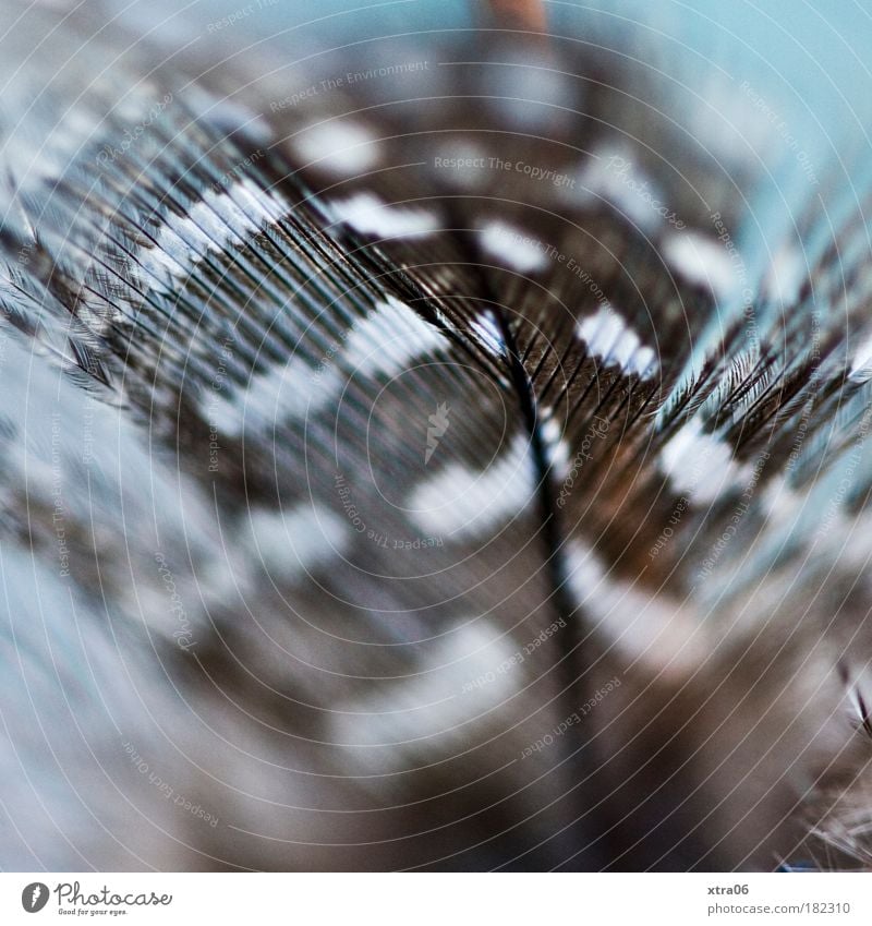 spotted Colour photo Interior shot Close-up Detail Macro (Extreme close-up) Shallow depth of field Feather Esthetic Authentic Simple Elegant Exotic Natural Blue