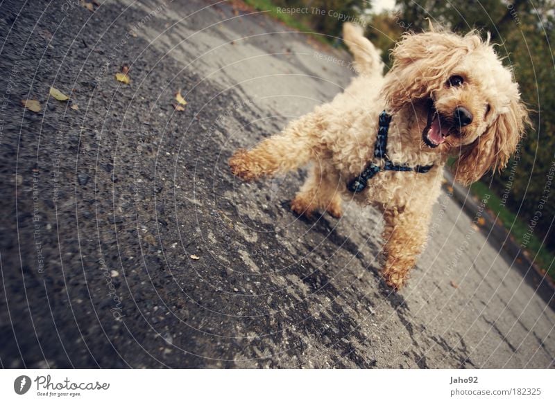 I want a treat! Colour photo Exterior shot Copy Space left Day Wide angle Animal portrait Looking into the camera Leisure and hobbies Playing Environment Nature