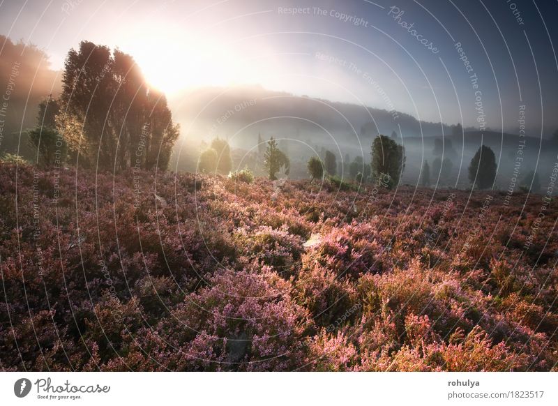 foggy sunrise over hills with flowering heather Vacation & Travel Adventure Summer Sun Hiking Nature Landscape Sky Fog Tree Flower Meadow Forest Hill Pink