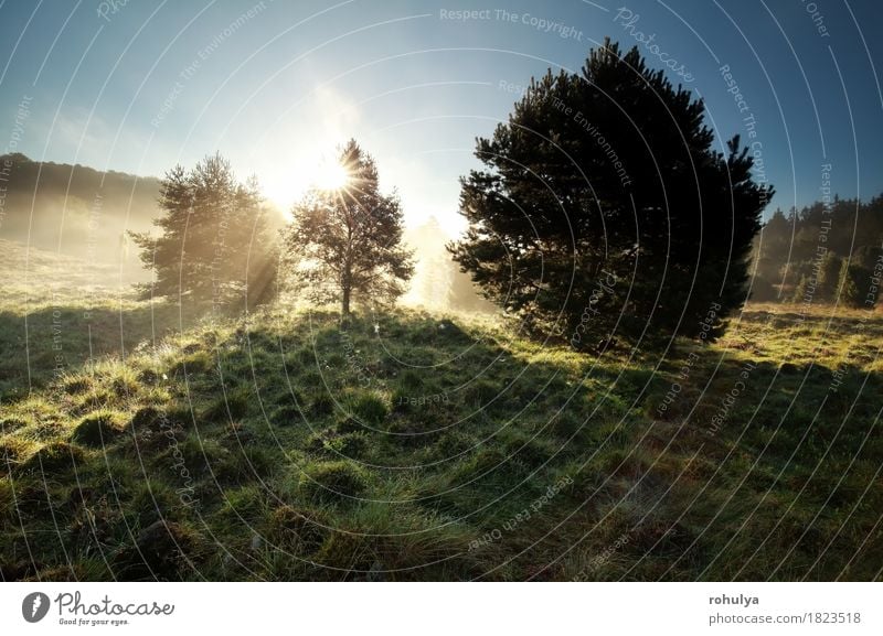 sunbeams through pine trees on misty hills Summer Sun Nature Landscape Sky Fog Tree Grass Meadow Hill Green Pine coniferous star sunshine contrastm shawod fall