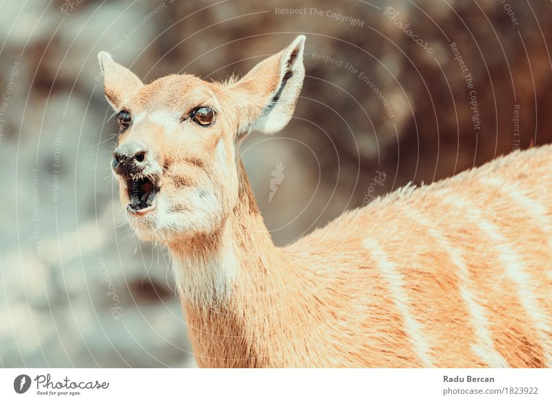 Sitatunga or Marshbuck (Tragelaphus spekii) Antelope In Africa Nature Animal Grass Park Forest Wild animal Animal face 1 Friendliness Natural Cute Brown Orange