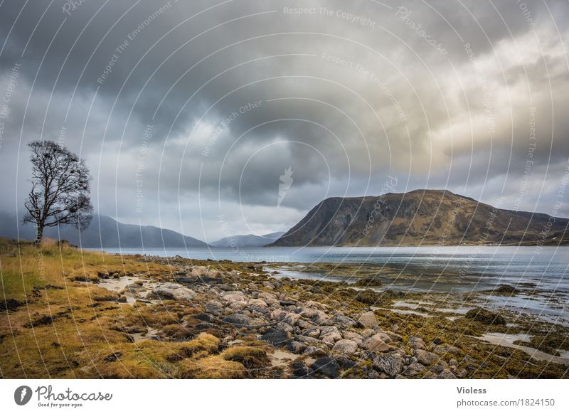 I want to be where I was :-) Nature Landscape Elements Earth Water Sky Autumn Weather Tree Fjord Idyll Norway Vacation in Norway Moody Freedom Colour photo