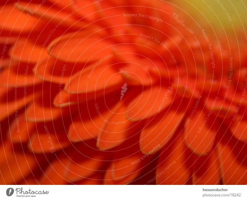 gerber's blossom Flower Blossom Gerbera Yellow Macro (Extreme close-up) Orange