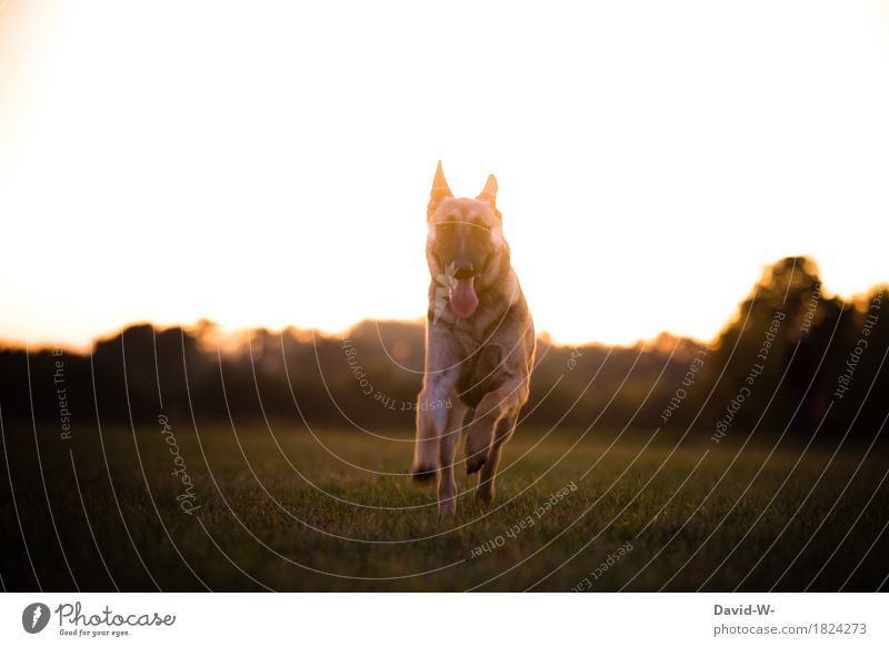 German shepherd dog Healthy Life Leisure and hobbies Environment Nature Landscape Sun Sunrise Sunset Sunlight Summer Beautiful weather Warmth Meadow Animal Pet