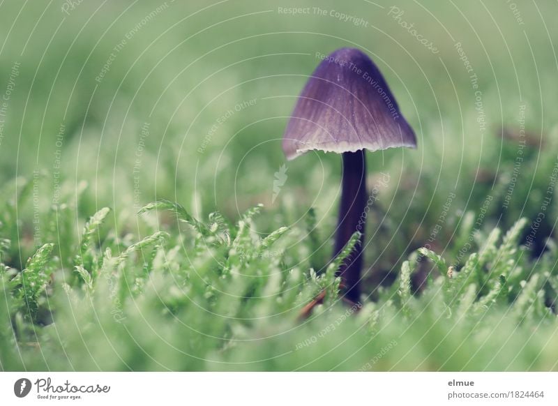 purple umbrella Nature Autumn Moss Wild plant Mushroom Mushroom cap poisonous mushroom Forest patronage Umbrellas & Shades Stand Small Near Violet Determination