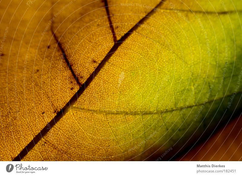 500 Leaf Autumn Macro (Extreme close-up) Structures and shapes Arrangement Rainbow Multicoloured Body cell Close-up Color gradient Diagonal Pattern Lung