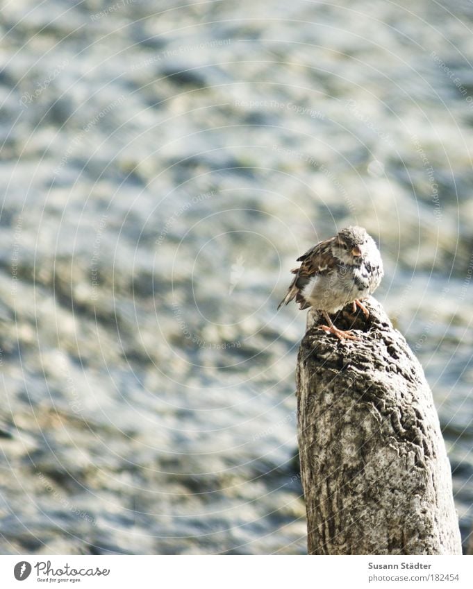 BirdPerspective Subdued colour Detail Copy Space left Light Shadow Bird's-eye view Wild animal 1 Animal Astute Sparrow Passerine bird Wood Wooden stake