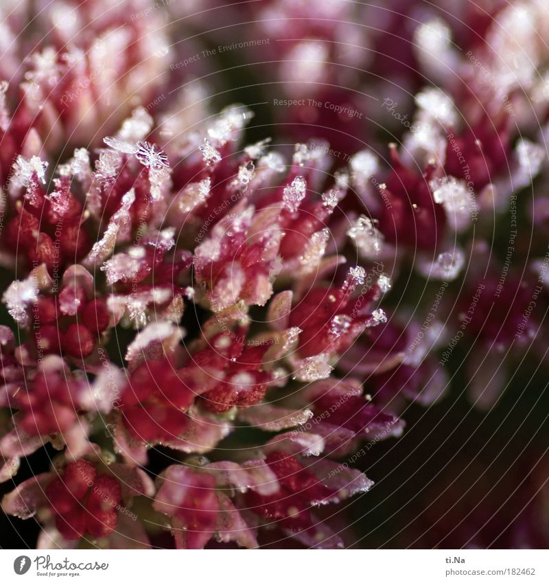 Mr. Frost. Colour photo Subdued colour Exterior shot Close-up Detail Macro (Extreme close-up) Deserted Morning Environment Nature Landscape Plant Water