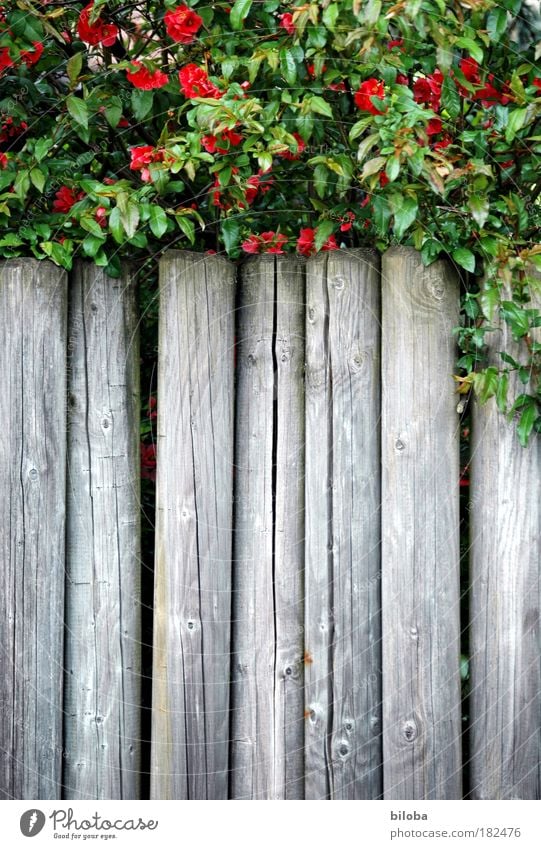 Green border Colour photo Exterior shot Close-up Detail Copy Space left Copy Space right Copy Space bottom Day Light Central perspective Nature Plant Summer