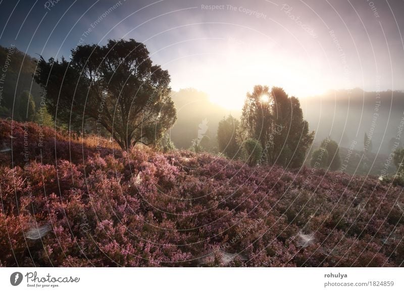 misty sunrise over hills with flowering heather Summer Sun Mountain Nature Landscape Sky Autumn Fog Tree Flower Blossom Hill Pink Serene sunshine