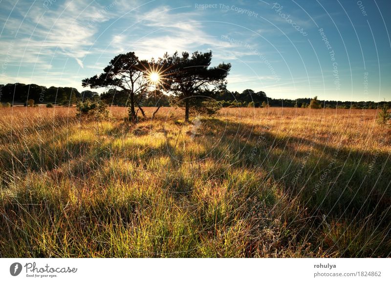 sunbeams behind pine trees on marsh Sun Nature Landscape Sky Tree Grass Meadow Wild Blue Pine coniferous star sunshine field Sunset Vantage point scenery