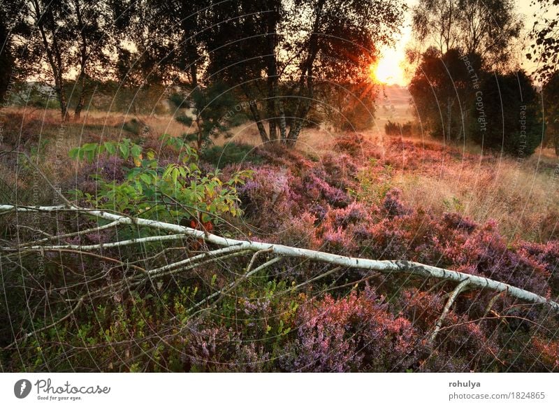 morning sunlight over flowering heather in birch forest Summer Sun Nature Landscape Autumn Tree Flower Blossom Forest Hill Wild Pink sunshine gold orange