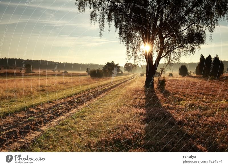 ground road and birch tree in misty morning sunlight Vacation & Travel Adventure Summer Sun Hiking Nature Landscape Autumn Fog Tree Meadow Street Lanes & trails