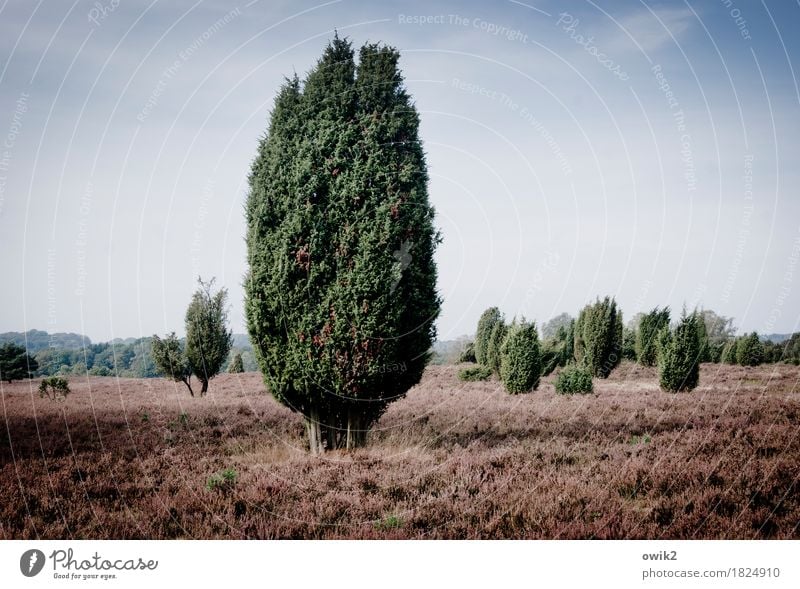 Silent Witnesses Environment Nature Landscape Plant Sky only Clouds Horizon Autumn Beautiful weather Tree Bushes Wild plant Juniper Heather family sand heath