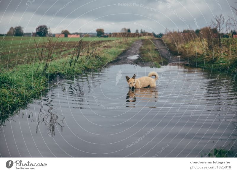 Animal bathing fun. Nature Landscape Water Clouds Storm clouds Autumn Meadow Field Pet Dog Swimming & Bathing Discover Stand Cold Wet Natural Curiosity Joy