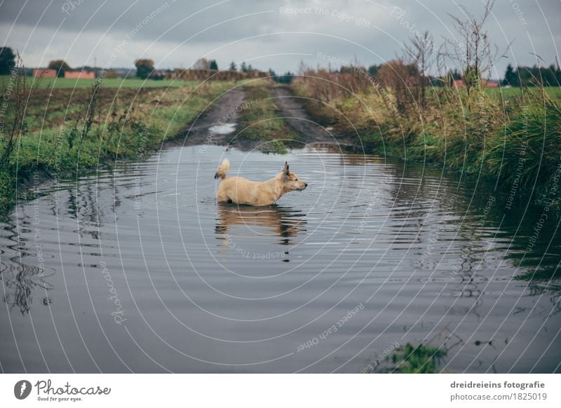 Animal bathing fun. Nature Landscape Water Clouds Storm clouds Autumn Meadow Field Pet Dog Swimming & Bathing Observe Discover Stand Cold Wet Natural Curiosity