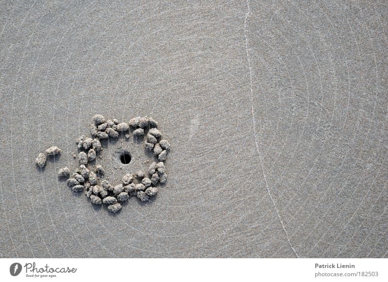 anyone home? Beach Nature Animal Sand Ocean Animal tracks beach shrimp Sphere Line Round Australia Walk on the beach Structures and shapes Circle rinsing seam