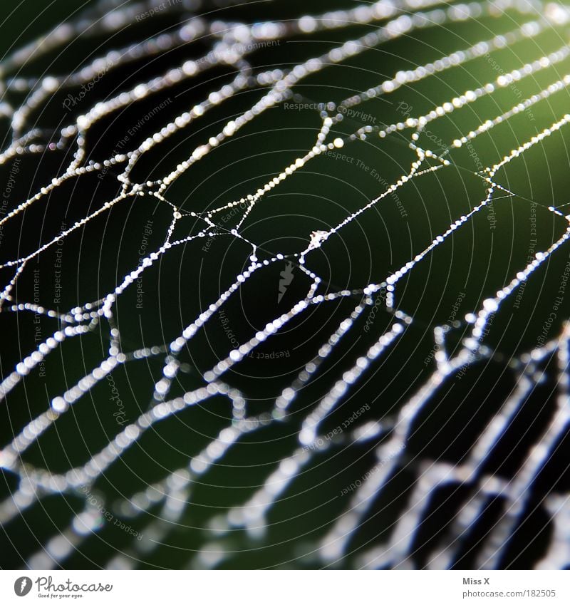 nature Colour photo Exterior shot Detail Macro (Extreme close-up) Deserted Neutral Background Day Shallow depth of field Environment Nature Drops of water