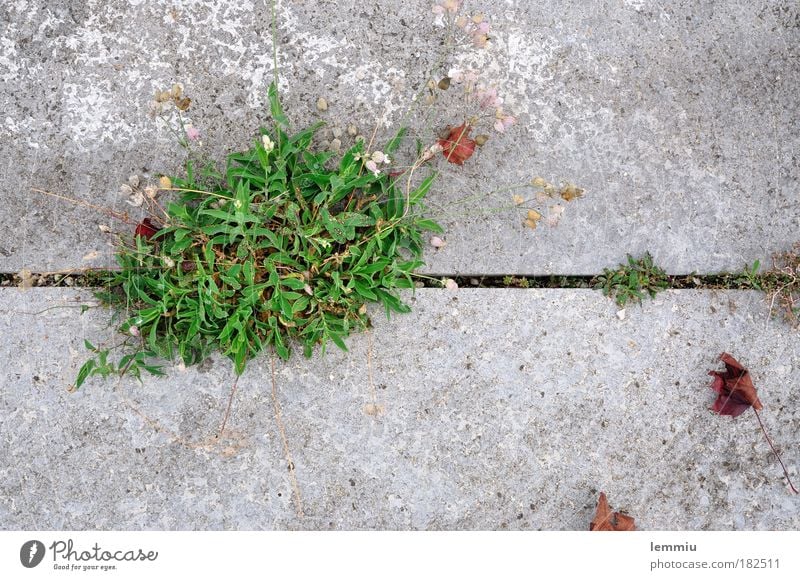 Blooming concrete Colour photo Exterior shot Close-up Detail Macro (Extreme close-up) Deserted Copy Space right Copy Space top Copy Space bottom Day