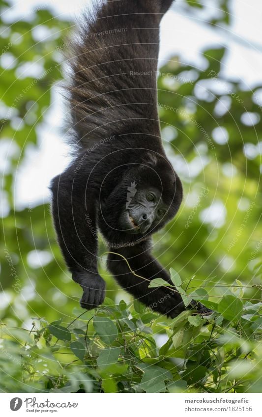 Jacket-bellied howler monkey Nature Virgin forest Animal Wild animal Animal face Pelt Paw Monkeys 1 Eating To hold on Hang Illuminate Costa Rica South America