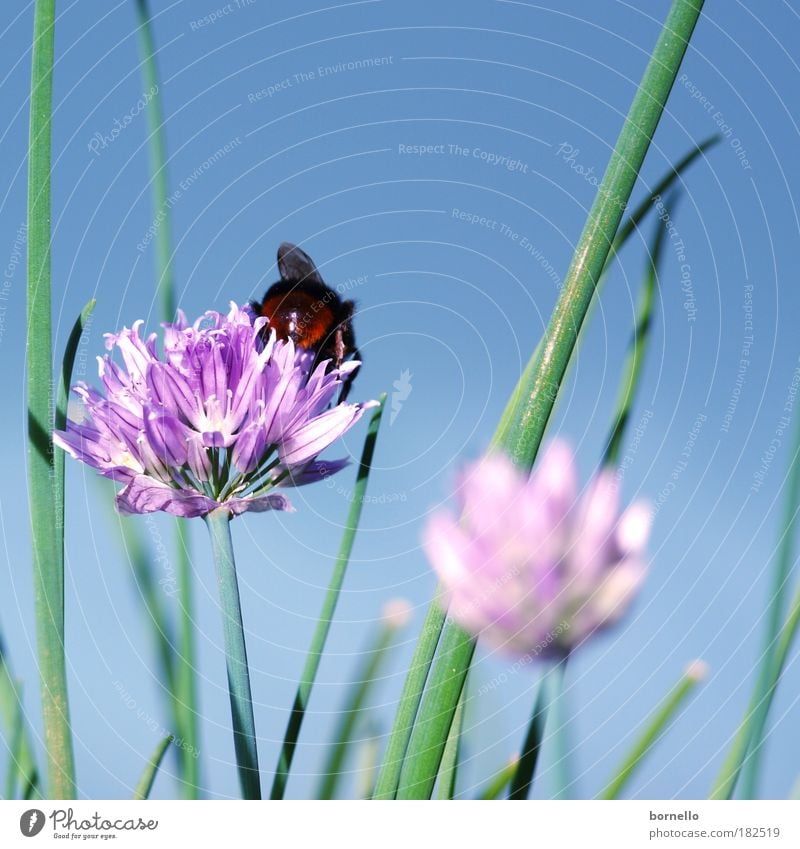 summer day Colour photo Multicoloured Exterior shot Close-up Deserted Neutral Background Day Sunlight Worm's-eye view Plant Animal Cloudless sky Summer