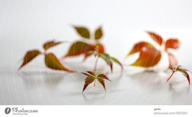 wild wine VII Autumn Plant Leaf Natural Beautiful Multicoloured Green Orange Red Nature Virginia Creeper Interior shot Studio shot Deserted Copy Space left