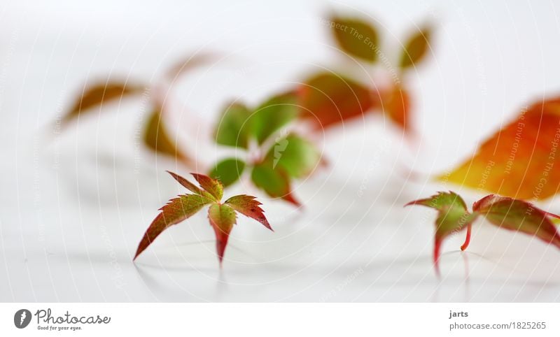 wild wine V Plant Autumn Leaf Wild plant Fresh Natural Beautiful Green Orange Red Serene Calm Nature Virginia Creeper Studio shot Deserted Copy Space left