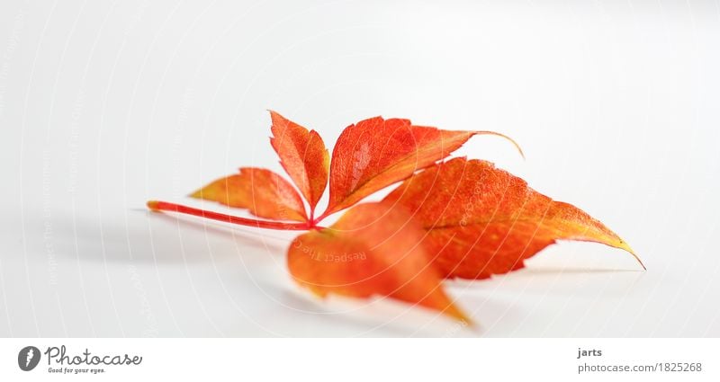 Autumn Leaf II Plant Lie Natural Yellow Orange Red Serene Calm Nature Colour photo Interior shot Studio shot Close-up Deserted Copy Space left Copy Space right