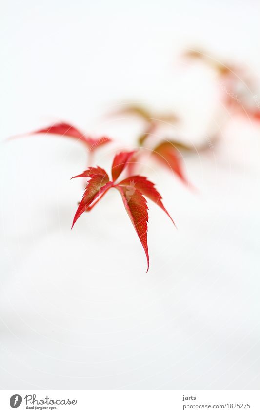 wild wine III Plant Autumn Leaf Natural Beautiful Orange Red Nature Virginia Creeper Colour photo Multicoloured Studio shot Close-up Detail Deserted