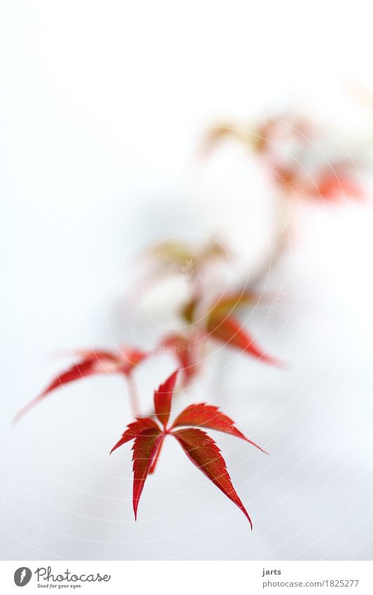 wild wine II Plant Autumn Leaf Growth Long Natural Beautiful Green Orange Red Nature Seasons Virginia Creeper Colour photo Multicoloured Studio shot Close-up