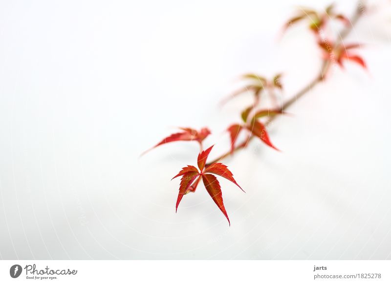 wild wine I Plant Autumn Leaf Growth Long Natural Speed Green Red Nature Virginia Creeper Colour photo Multicoloured Studio shot Close-up Deserted