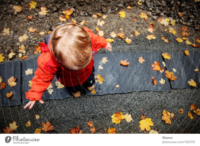 little man in autumn Colour photo Exterior shot Copy Space right Day Bird's-eye view Playing Human being Masculine Toddler 1 1 - 3 years Autumn Leaf Jacket