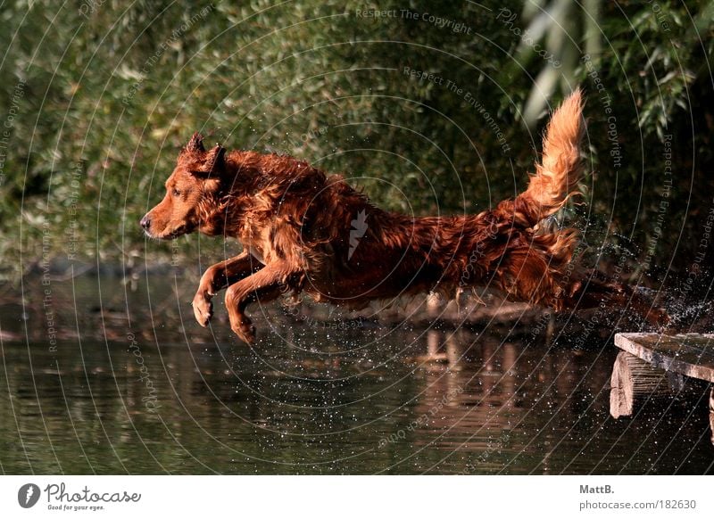 Jump! Colour photo Exterior shot Deserted Reflection Sunlight Motion blur Animal portrait Forward Pet Dog 1 Water Joy Joie de vivre (Vitality) Anticipation