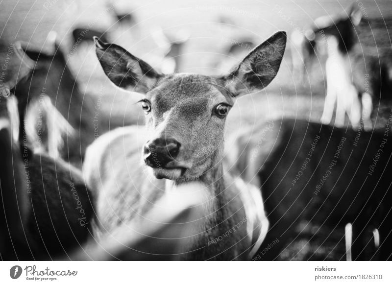 glowing deer Environment Nature Autumn Animal Wild animal Group of animals Herd Illuminate Looking Curiosity Roe deer Doe eyes Black & white photo Exterior shot