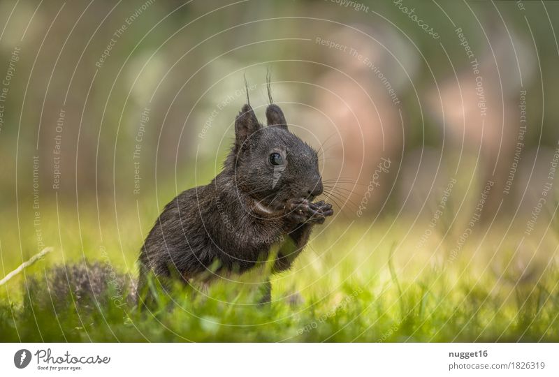 black beauty Environment Nature Animal Grass Garden Park Meadow Forest Wild animal Animal face Pelt Claw Paw Zoo Squirrel 1 Observe To feed Feeding Esthetic