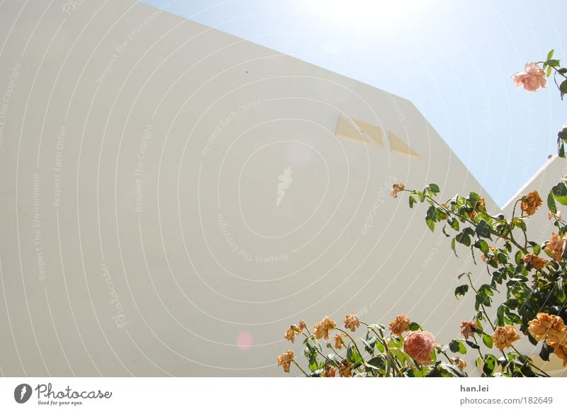 Hell is around the Corner Colour photo Exterior shot Deserted Copy Space left Day Sunlight Sunbeam Worm's-eye view Plant Sky Summer Beautiful weather Flower