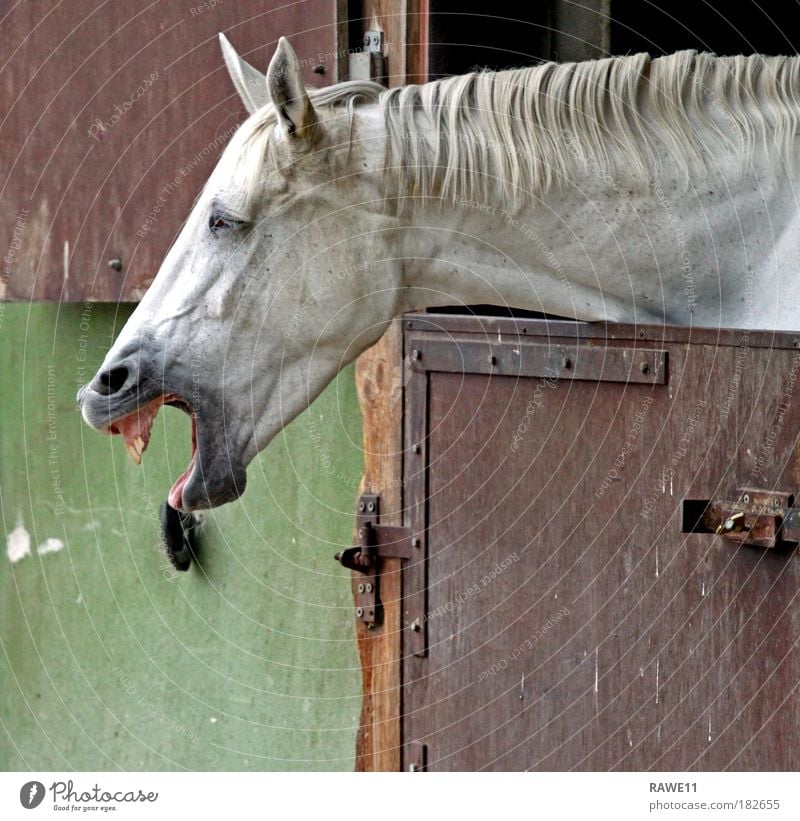 A laughing horse Subdued colour Exterior shot Deserted Day Central perspective Pet Horse Animal face 1 Joy Happiness Power Love of animals