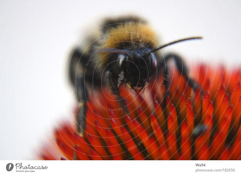 in search of honey Colour photo Exterior shot Close-up Copy Space top Neutral Background Day Bee Work and employment Breathe Touch Blossoming To enjoy Crawl