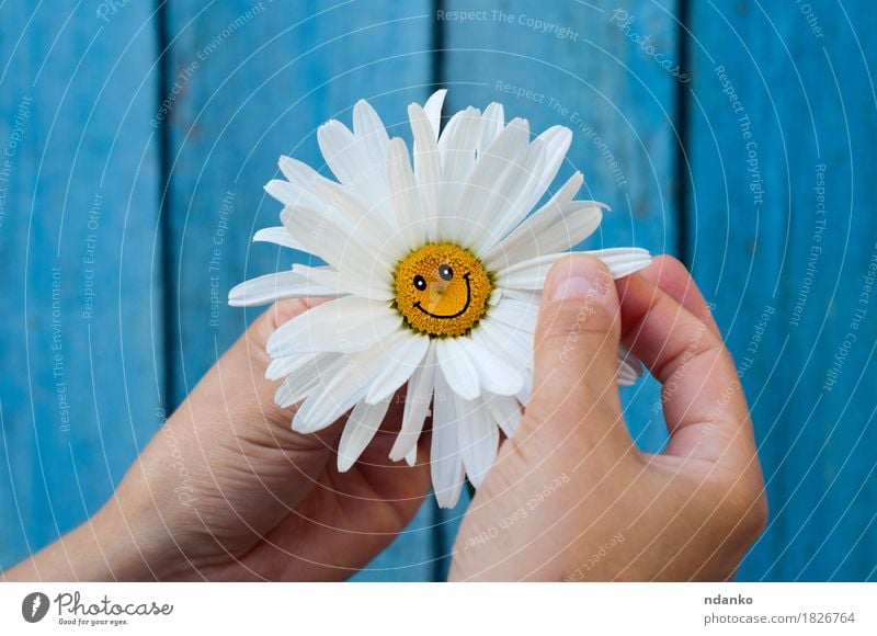 Chamomile with a smile in human hands on blue blurred background Joy Face Arm Hand Fingers Plant Flower Blossom Blossoming Smiling Blue Emotions Happy Happiness