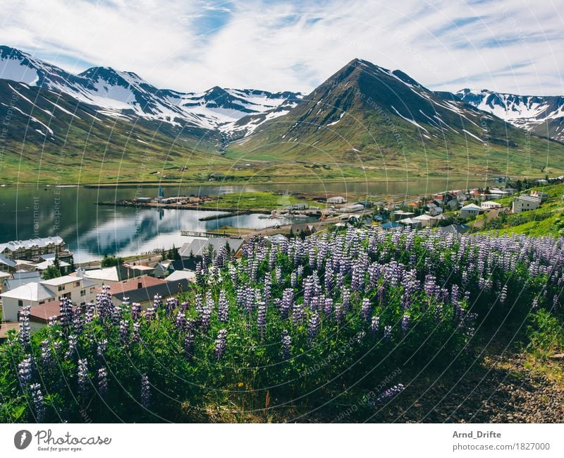 Siglufjörður - Iceland Vacation & Travel Tourism Trip Adventure Sightseeing Cruise Nature Landscape Plant Sky Clouds Weather Beautiful weather Agricultural crop