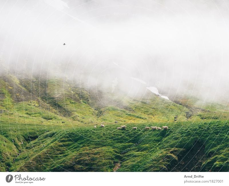 Sheep in Iceland Vacation & Travel Trip Adventure Nature Landscape Plant Animal Fog Bushes Moss Meadow Field Hill Rock Mountain Bay Fjord Farm animal Flock Herd