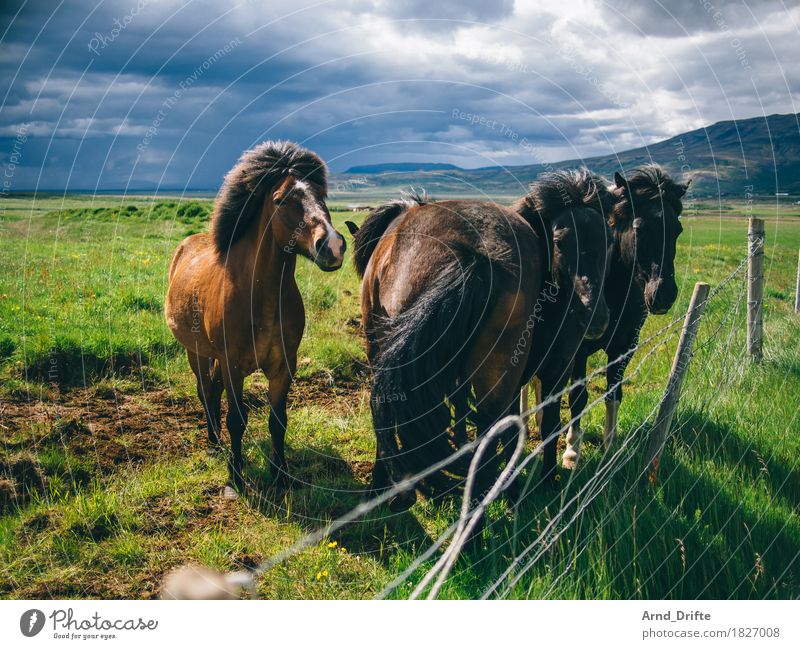 300 - Celebrate with Pony Marshall Vacation & Travel Tourism Trip Nature Landscape Plant Animal Sky Clouds Storm clouds Weather Bad weather Rain Meadow Field