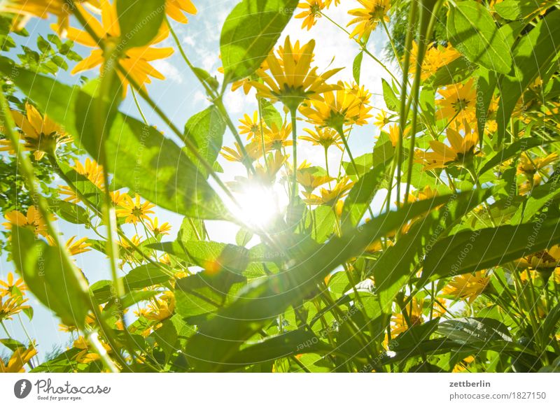 Rudbeckia Flower Blossoming Purple cone flower Garden Sky Garden plot Plant Summer Herbaceous plants Flowering plants Environment Nature Landscape