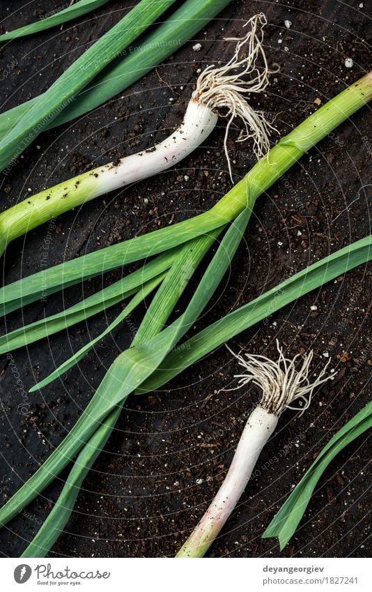 Fresh green garlic on dark wooden table Vegetable Herbs and spices Eating Vegetarian diet Nature Leaf Green Garlic spring Organic Leek Raw Odor Ingredients