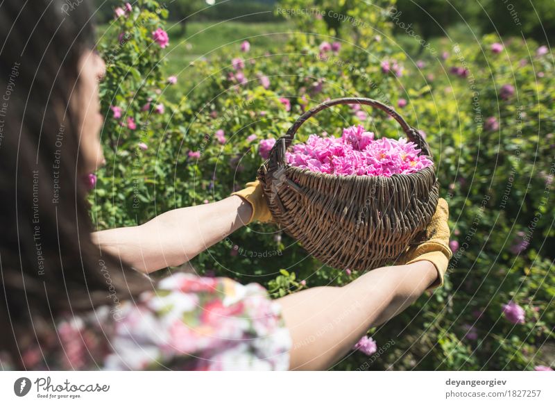 Woman picking color of oilseed roses Beautiful Skin Wellness Relaxation Garden Adults Nature Plant Flower Rose Leaf Fresh Natural Pink sack Essential plantation