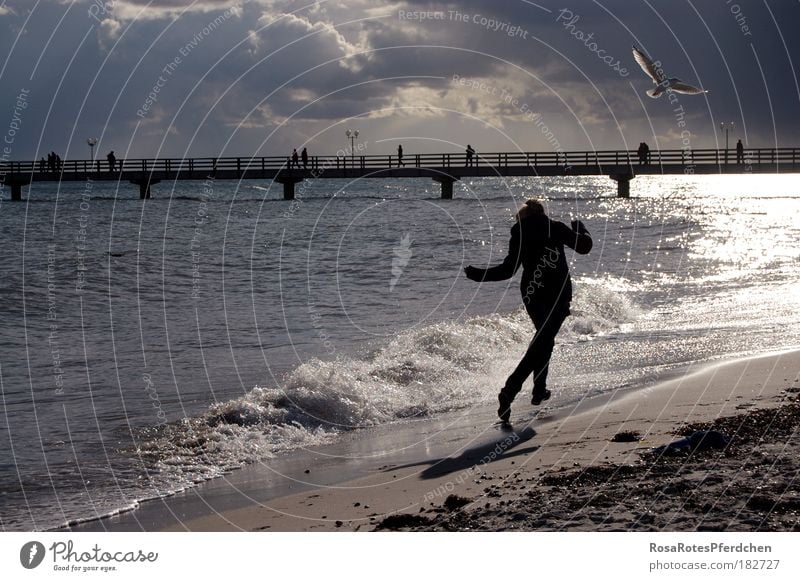 be free Ocean Sand Beach Seagull Bird Shadow Waves Bridge Sky Clouds Running Happiness Dark Freedom Vacation & Travel Stone