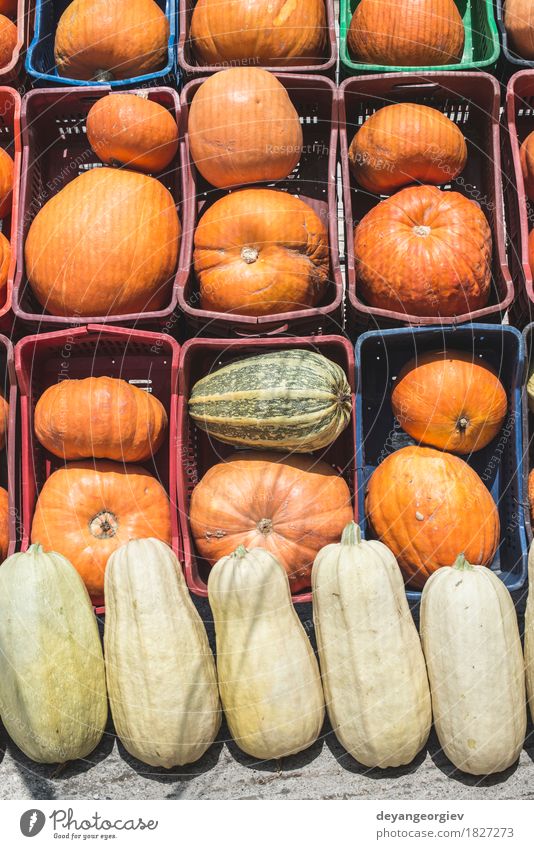 Pumpkins on the market Vegetable Decoration Thanksgiving Hallowe'en Autumn Fresh fall background Harvest food Farm orange patch agriculture seasonal squash