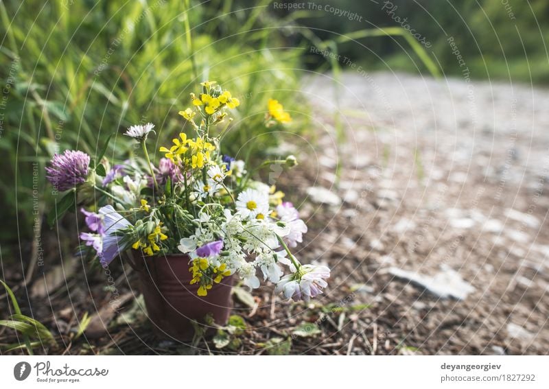 Bucket with wildflowers in the forest Beautiful Summer Woman Adults Nature Flower Blossom Meadow Bouquet Bright Wild Green Hold Beauty Photography background