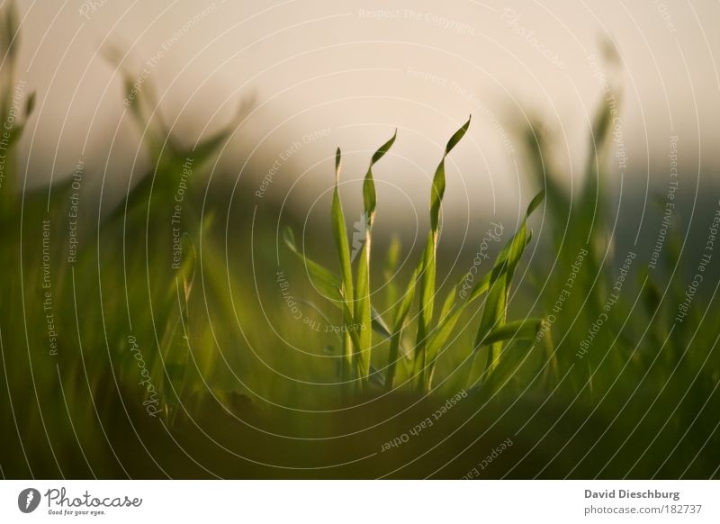 Synchronous togetherness Colour photo Exterior shot Close-up Detail Macro (Extreme close-up) Structures and shapes Morning Day Light Shadow Contrast Blur